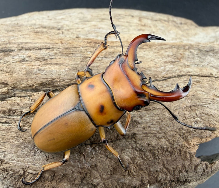 【WF1】《グラディアトールメンガタクワガタ 43.5mm ペア》