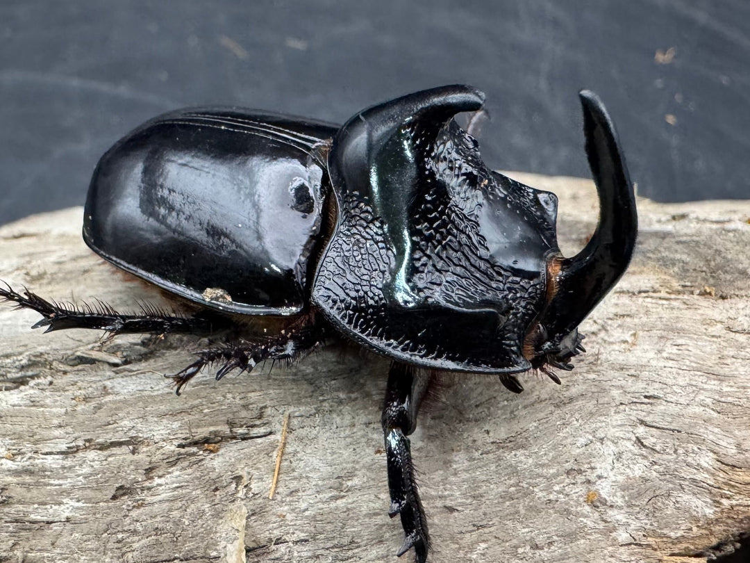 【WD】《シムソンメンガタカブト 南カリマンタン産 45mm ♂単》