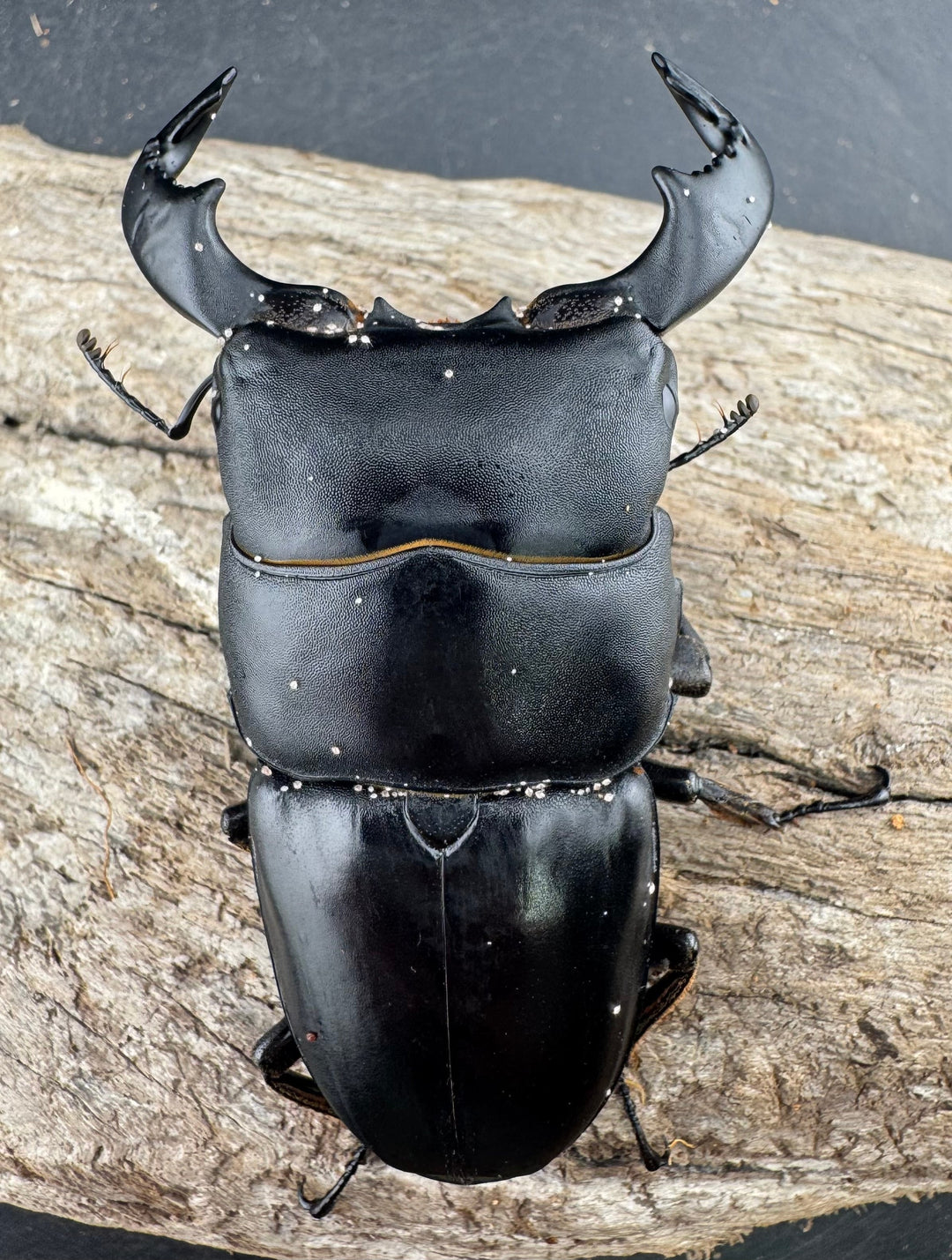 【WD】《ダイオウヒラタ 東ジャワ産 80.5mm ペア》