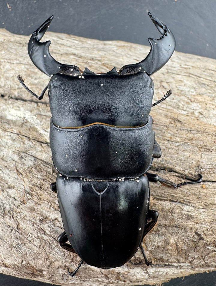 【WD】《ダイオウヒラタ 東ジャワ産 80.5mm ペア》