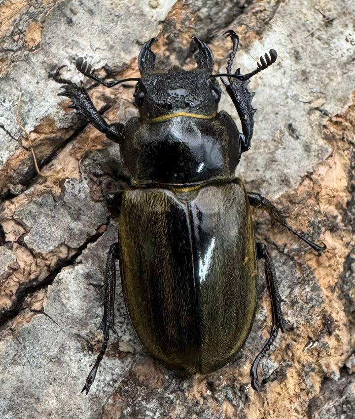 《メアレーミヤマ 36mm ペア》