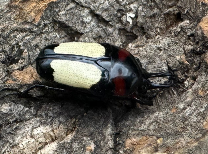 《キモンツノホソカナブン ペア》