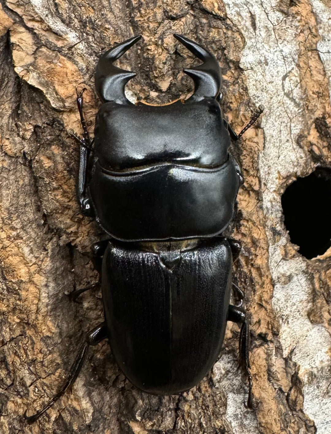 【WD】《ドルクス リンビン 42mm ♂♀♀トリオ》