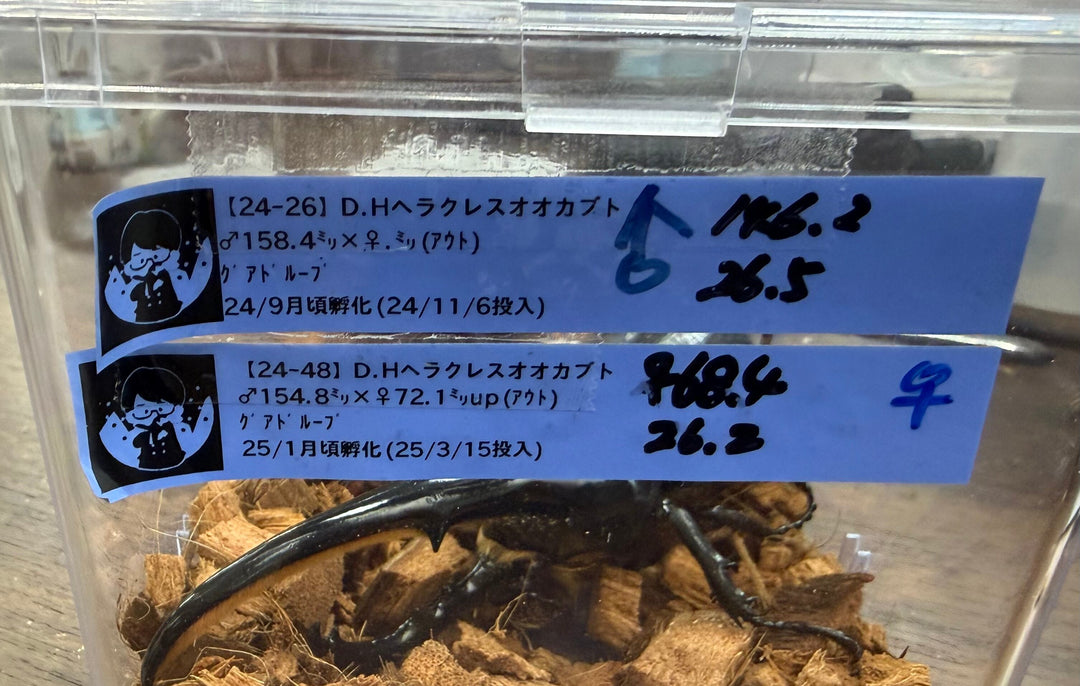 《ヘラクレス・ヘラクレス 146mm ペア》クワカブの部屋三森氏ブリード個体