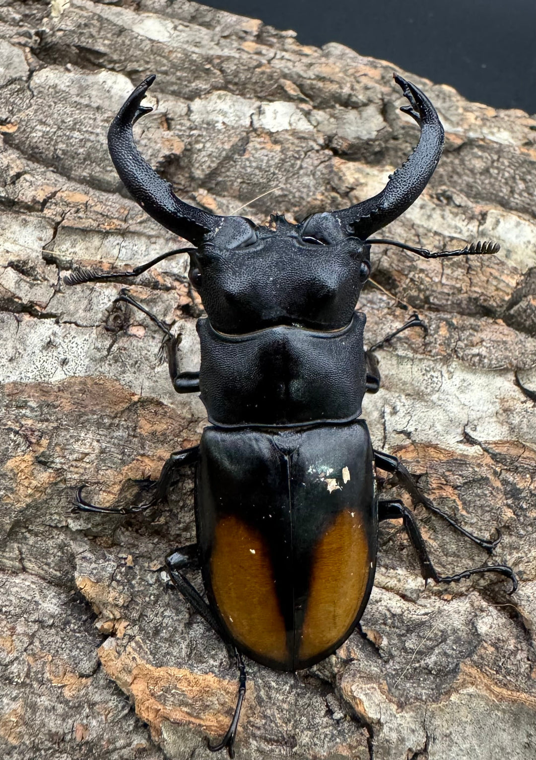 【WD】《セアカフタマタ（パリーフタマタ） 71mm ペア》