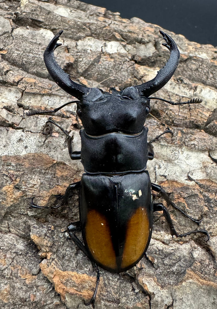 【WD】《セアカフタマタ（パリーフタマタ） 71mm ペア》