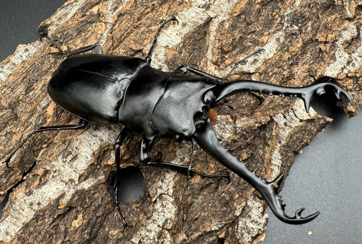 【WD】《ギラファノコギリ亜種ニシヤマイ 92.5mm ペア》