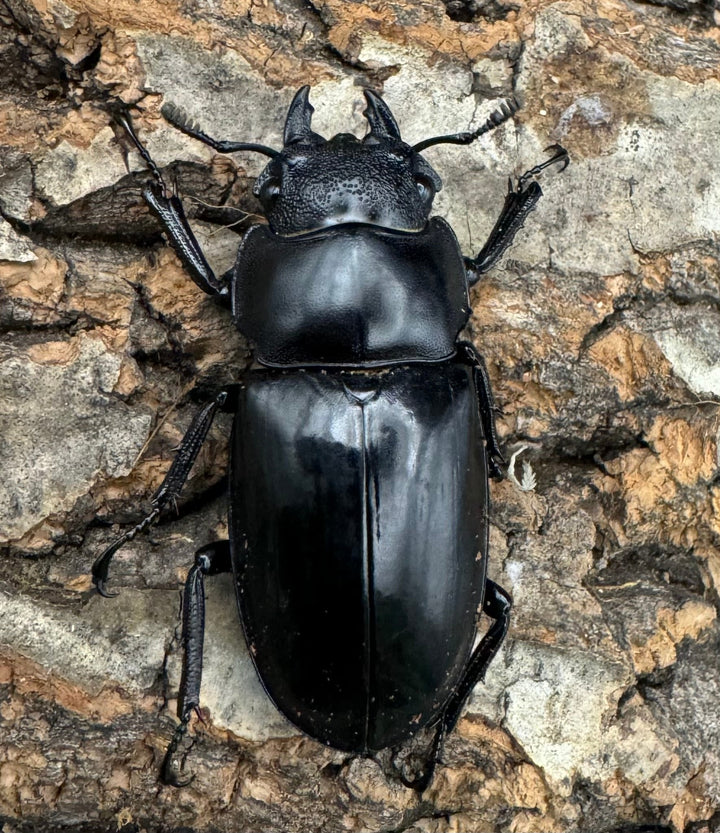 【WD】《マンディブラリスフタマタ 101mm ペア》