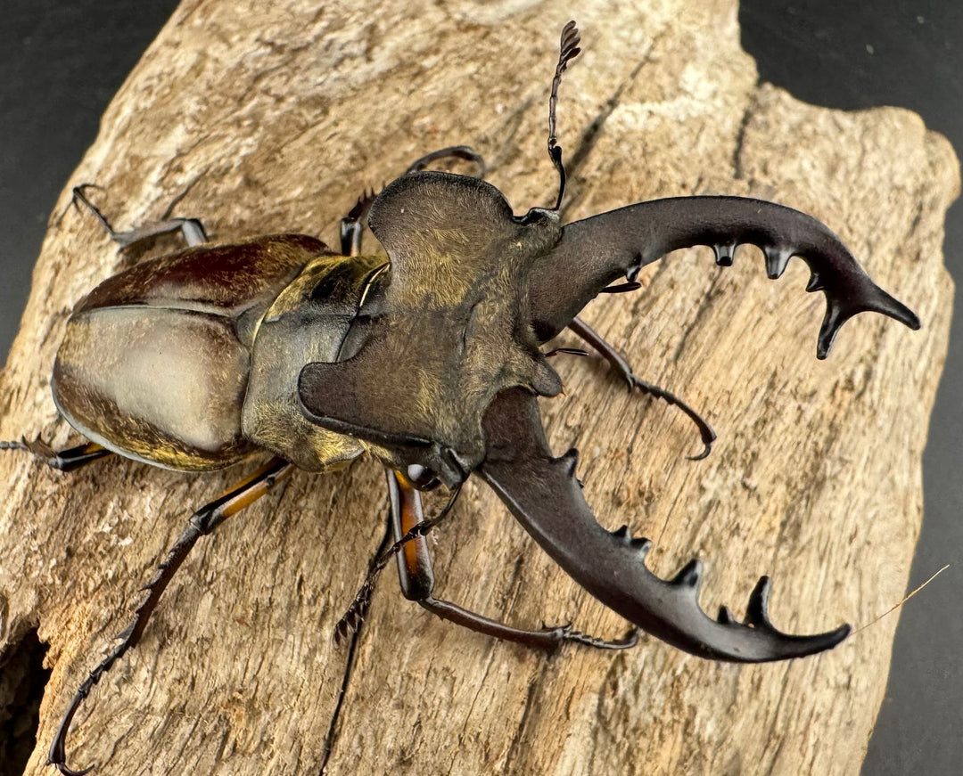 【WD】《ミヤマクワガタ 胆振地方産 67mm ペア》