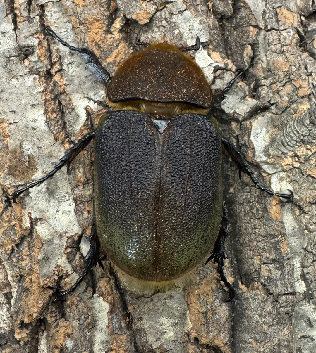 《ヘラクレス・ヘラクレス 137.5mm ペア》