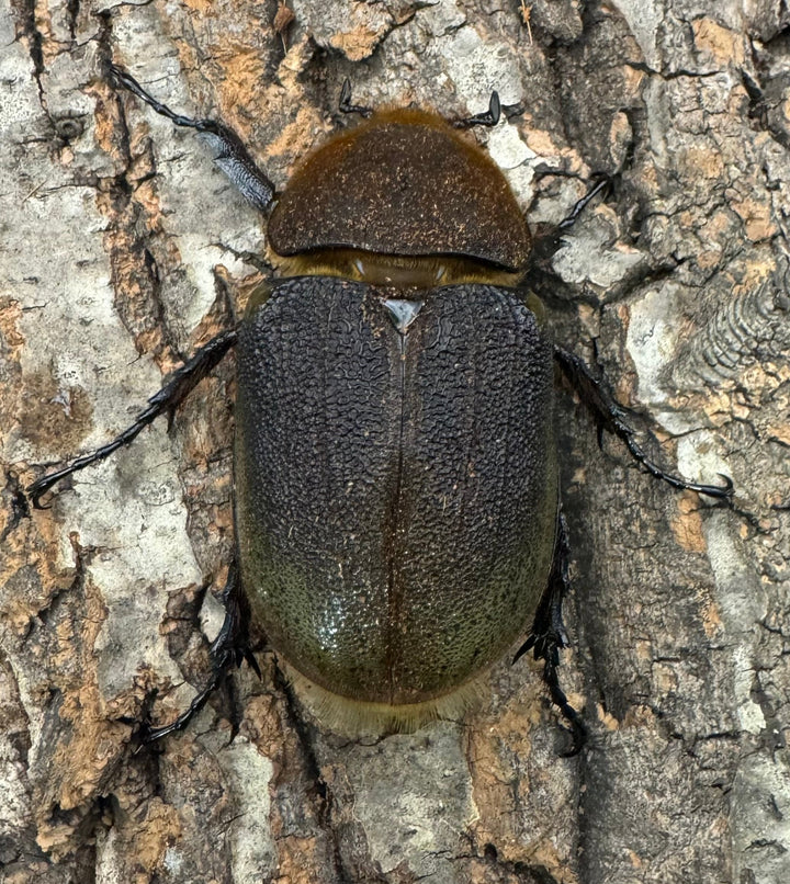 《ヘラクレス・ヘラクレス 137.5mm ペア》