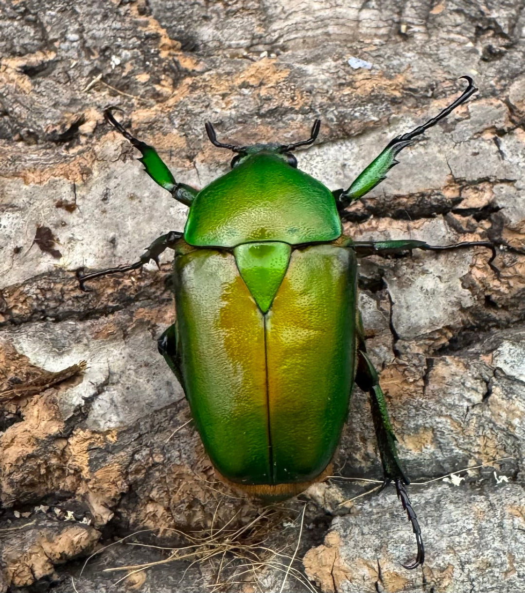 《ミカンスオオツノカナブン 45mm ペア》