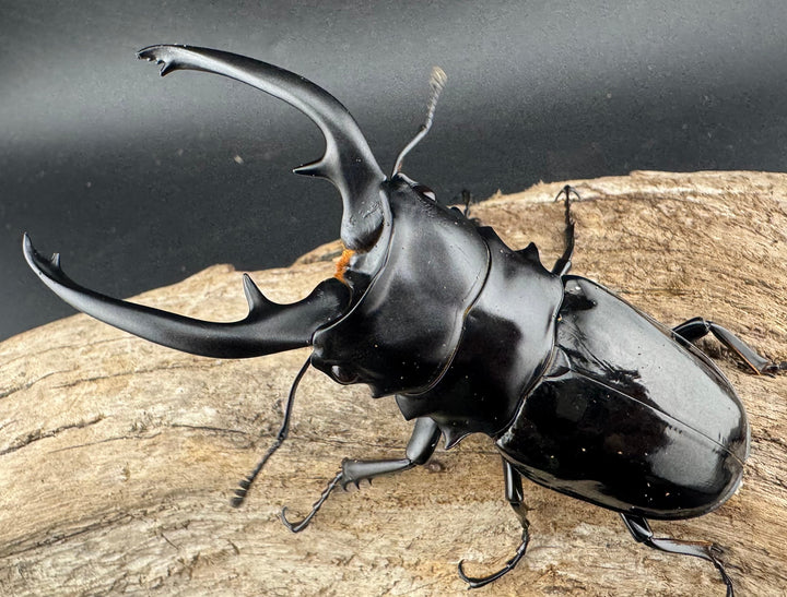 【WD】《インターメディアツヤクワガタ ネグロス島産 94mm ペア》