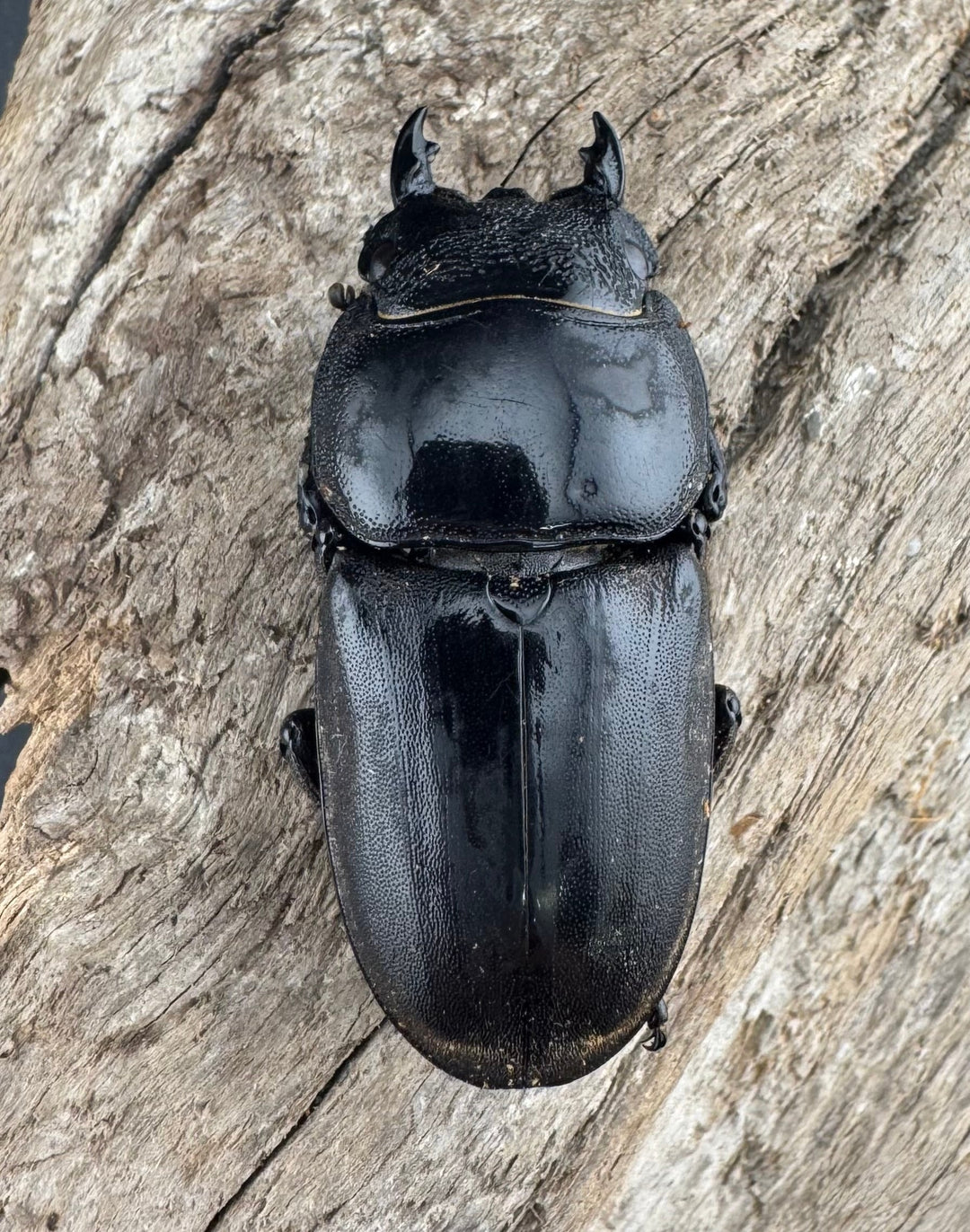 【WD】《スマトラオオヒラタ ベンクール産 86.5mm ペア》