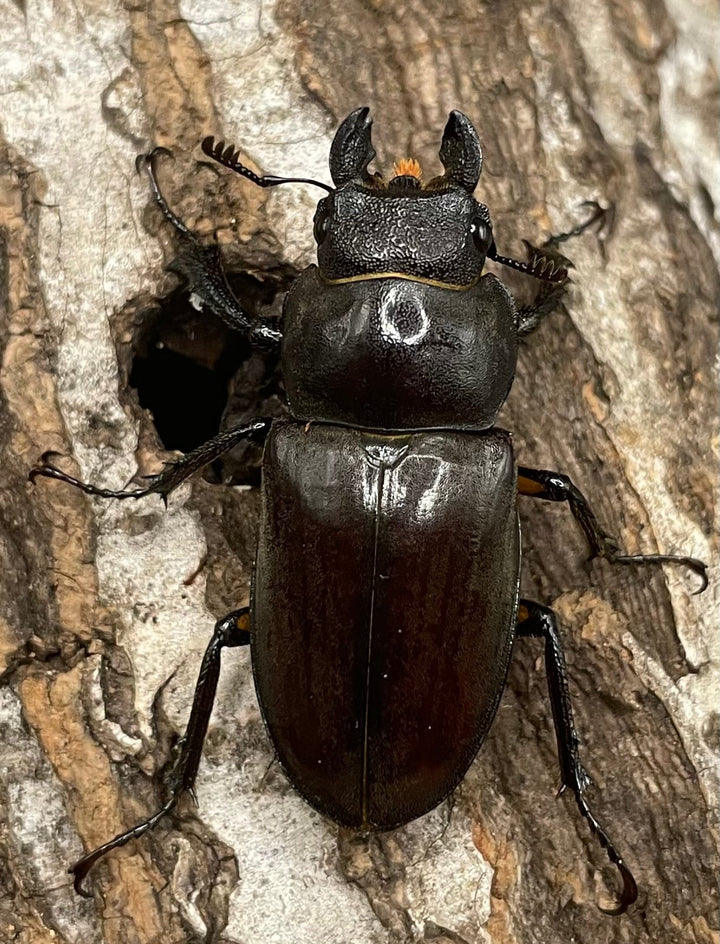 【WD】《フォントミヤマクワガタ 60mm ペア》