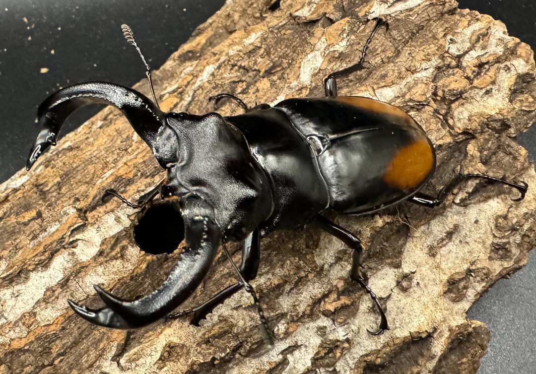 【WD】《セアカフタマタ（パリーフタマタ） 83mm ペア》