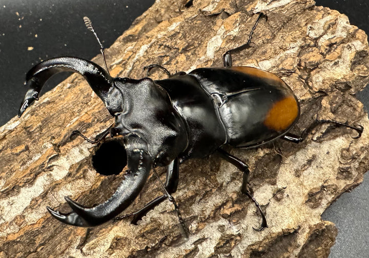 【WD】《セアカフタマタ（パリーフタマタ） 83mm ペア》