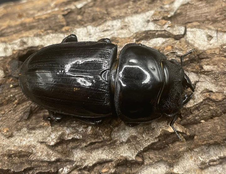 《ホペイオオクワガタ OMG血統 74mm ペア》