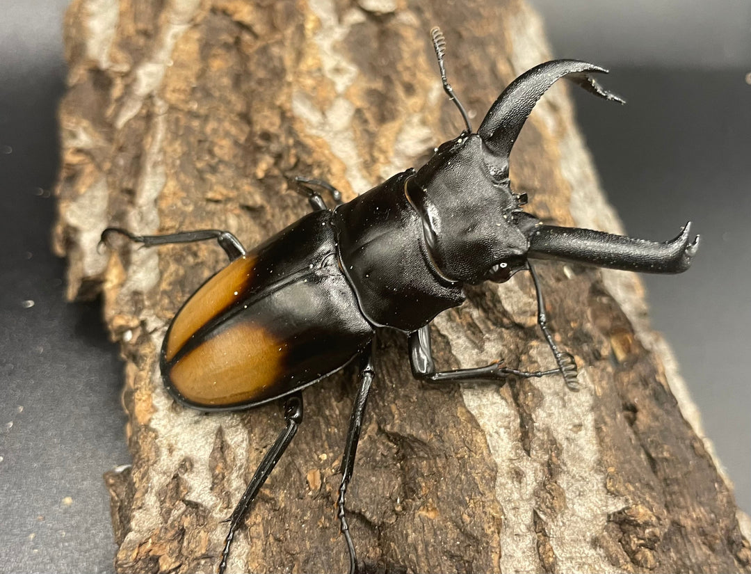 【WD】《パリーフタマタ亜種ディロレイ 65mm ペア》