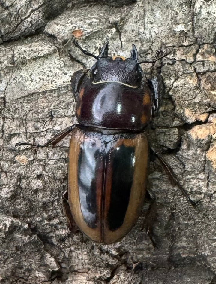 【WD】《ラテラリスノコギリ原名亜種 37mm ペア》