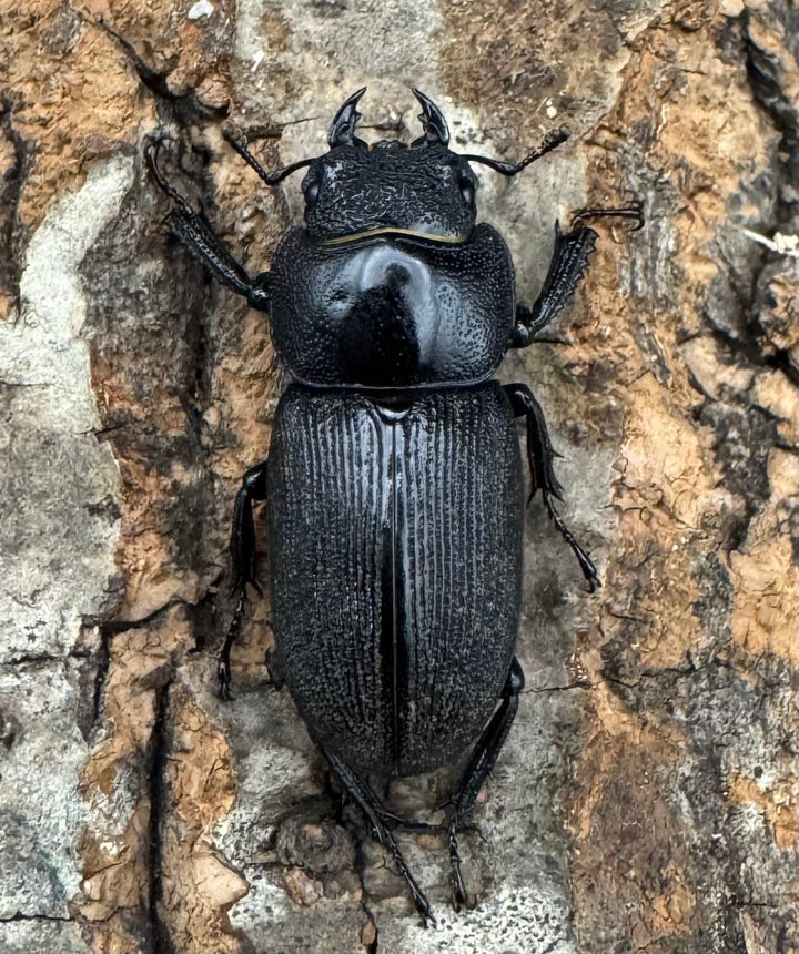 【WD】《ドルクス メンシウス 35.5ｍｍ ペア》