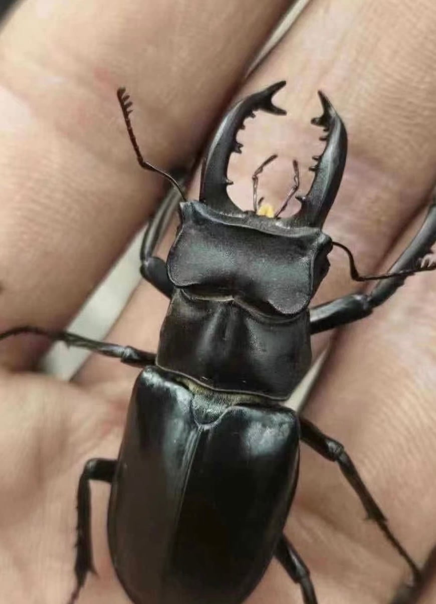 【WD】《タケオミヤマ 33mm ♀単》