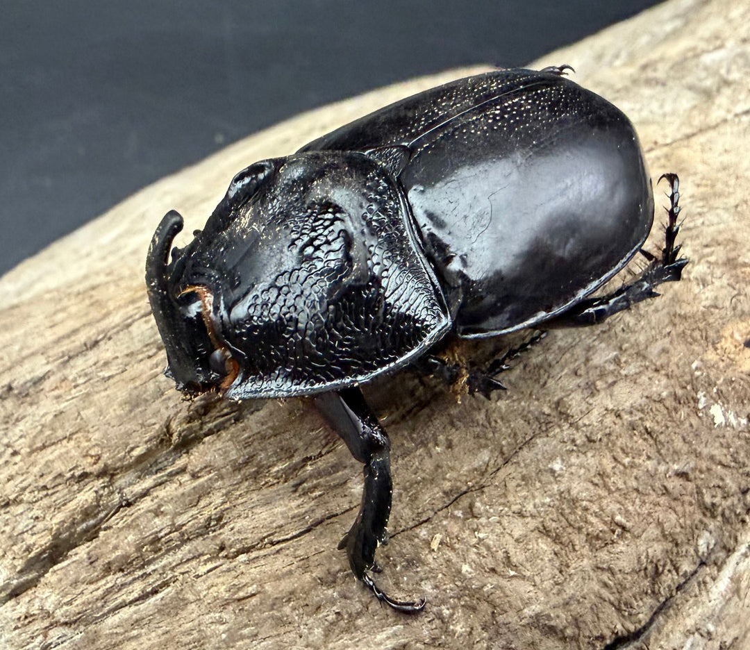 【WD】《オオツノメンガタカブト 69mm ペア》