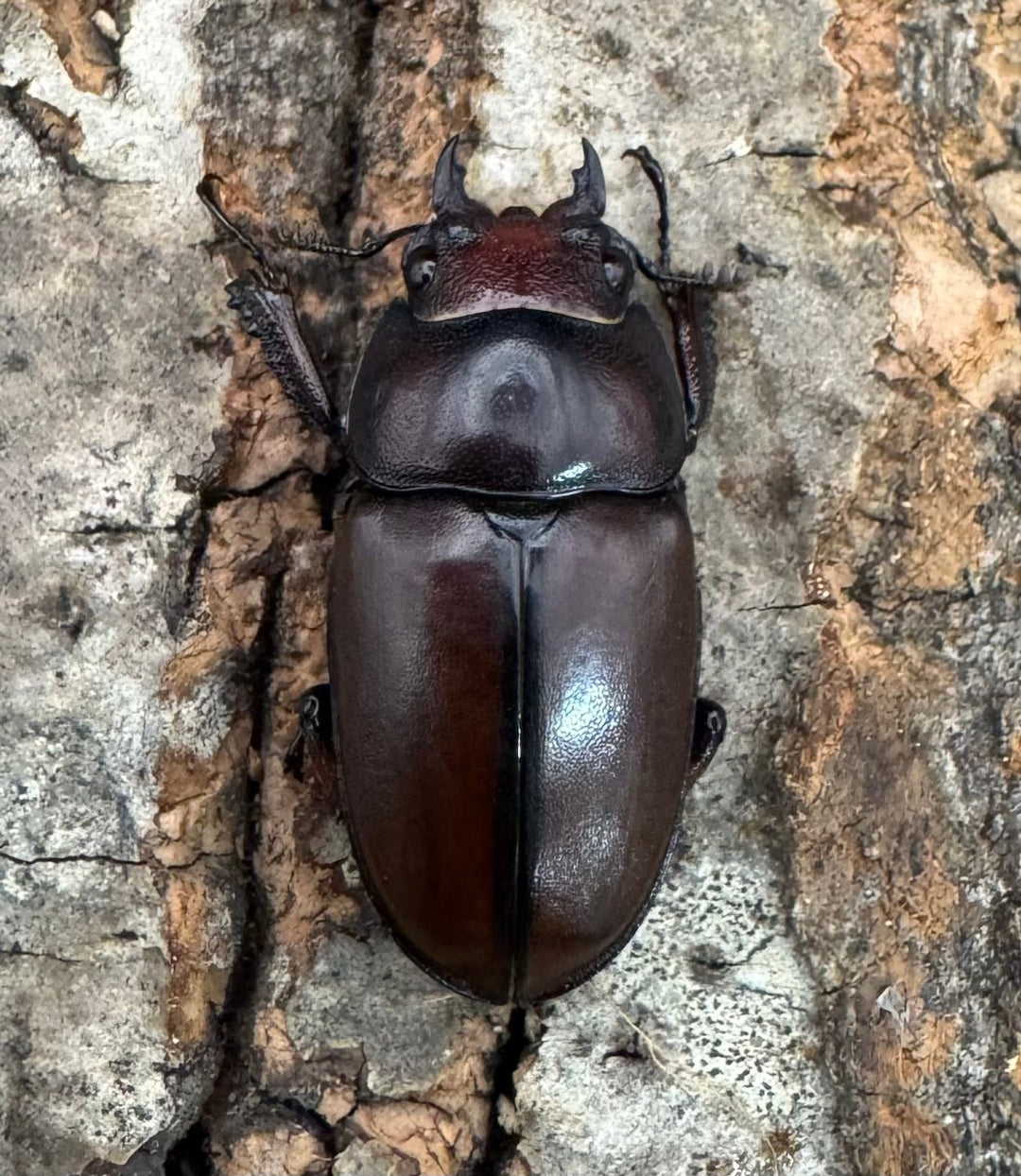 【WD】《アスタコイデスノコギリ ベンクール産 63.5mm ペア》