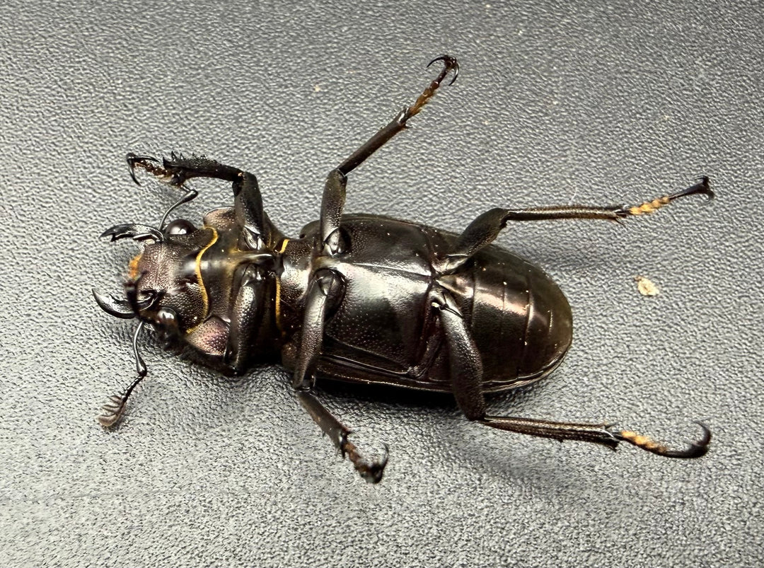 《メタリフェルホソアカ亜種フィナエ ブラック系 80.5mm ペア》