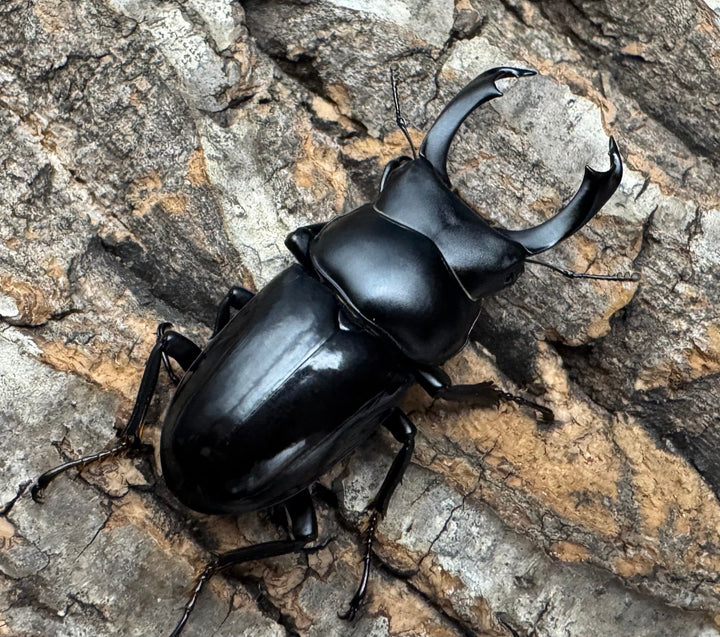 【WD】《セメノウコクワ 会東産 47mm ペア》