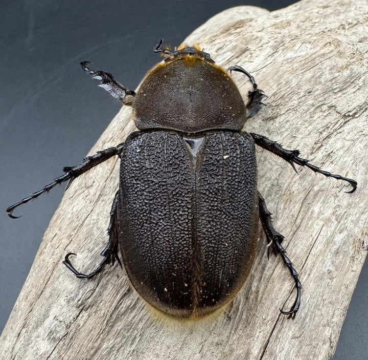 《ヘラクレス・ヘラクレス 131mm ペア》