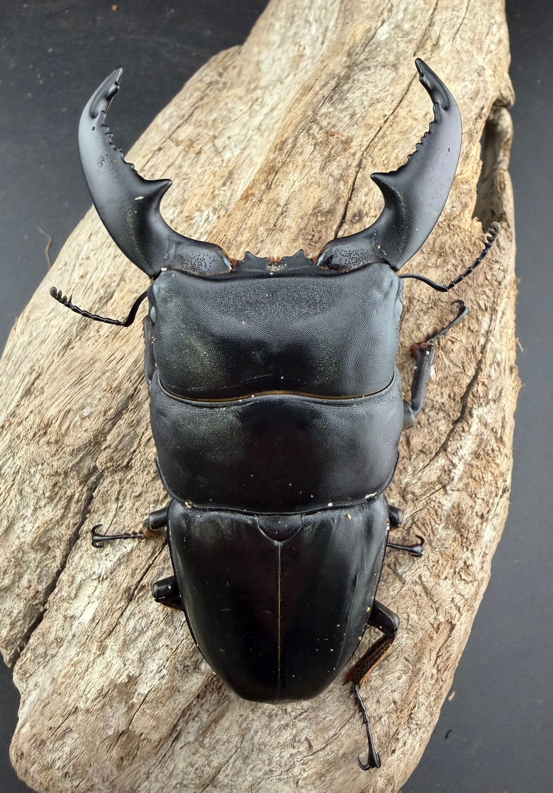 【WD】《スマトラオオヒラタ アチェ産 94.5mm ペア》