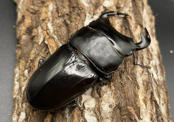 《インドグランディス亜種moriyai Garda95.0血統 83mm ペア》