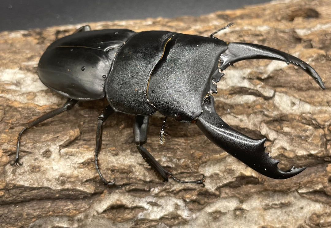 【WD】大型《カマリネスヒラタ 96mm ペア》