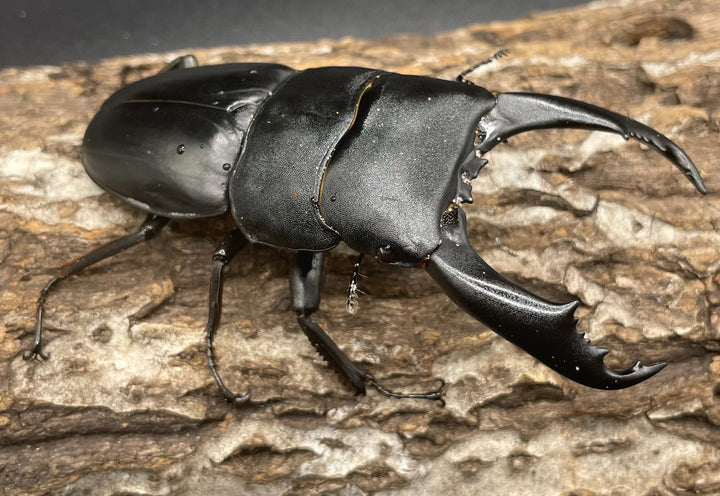 【WD】大型《カマリネスヒラタ 96mm ペア》