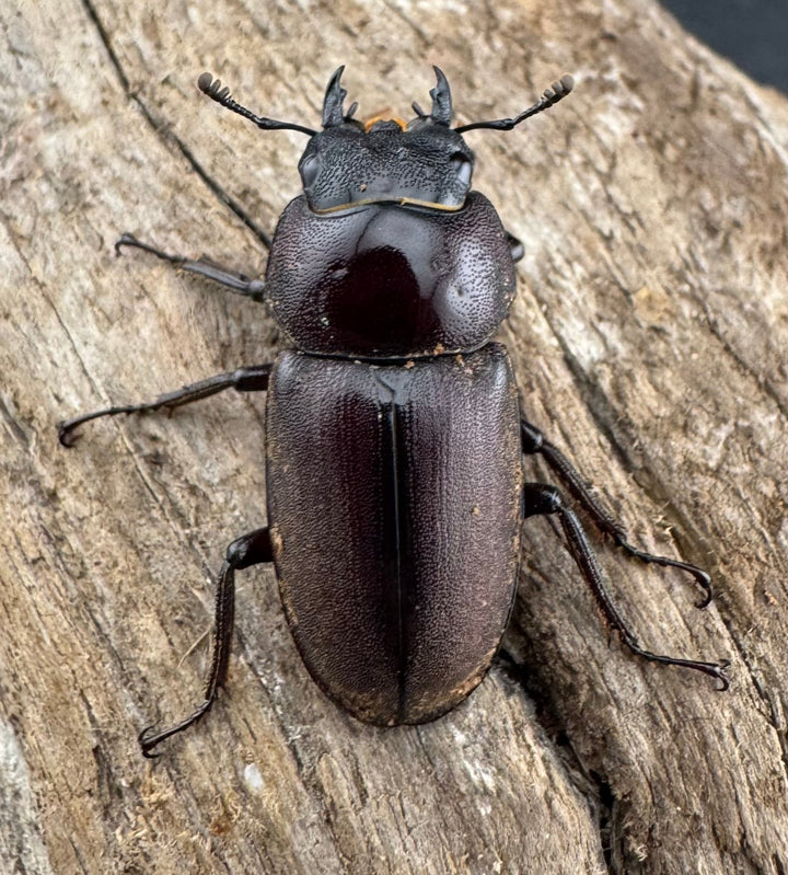 《ミシマコクワガタ 硫黄島産 41mm ♂♀♀トリオ》