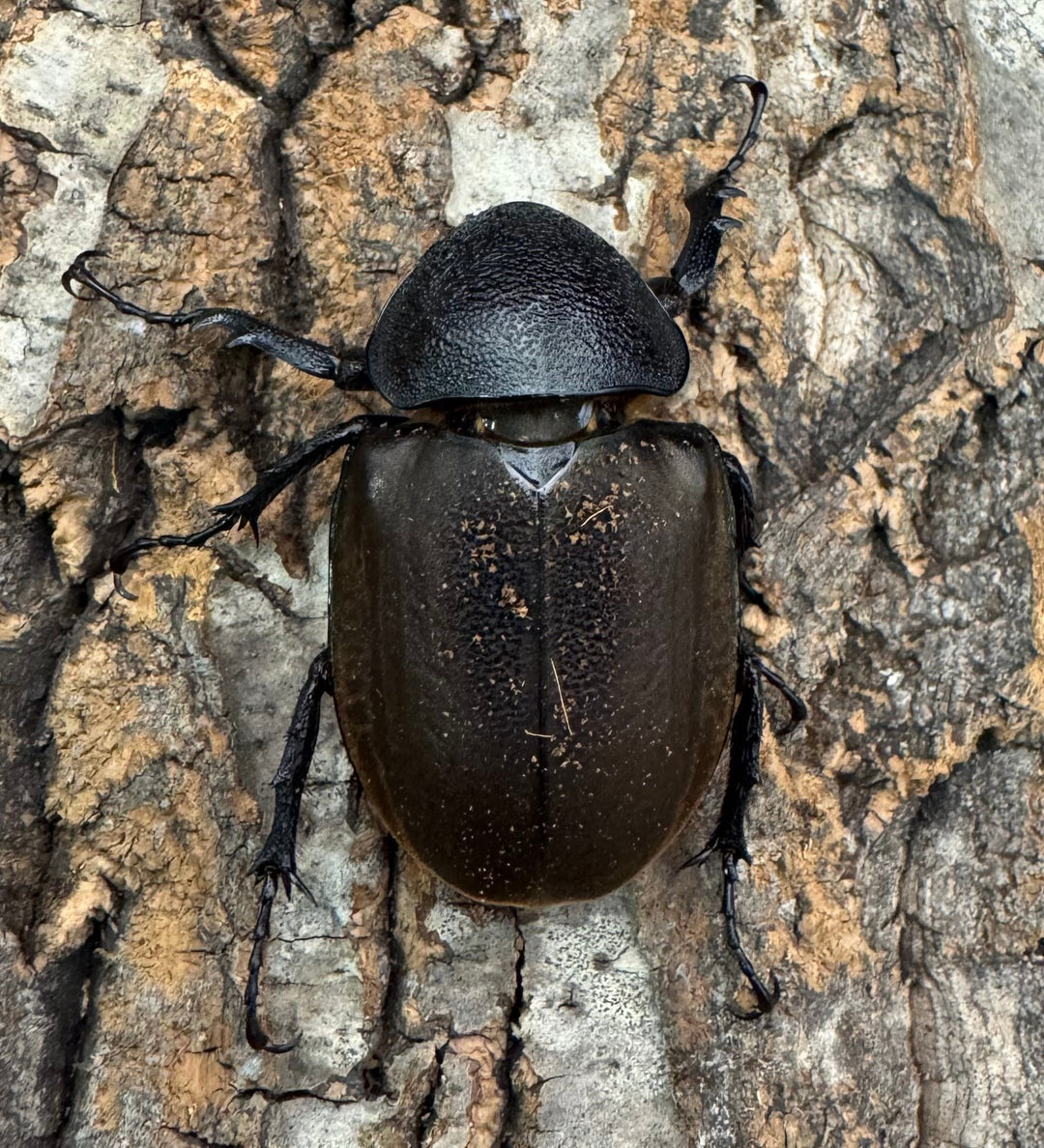 【WD】《モーレンカンプオオカブト 92.5mm ペア》