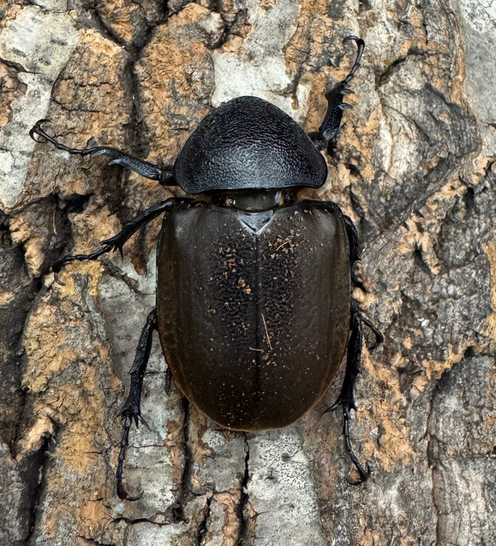 【WD】《モーレンカンプオオカブト 92.5mm ペア》