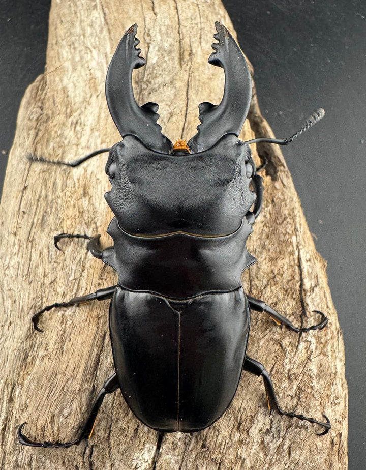 【WD】《ミンダナオアルケスツヤクワガタ 86.5mm ペア》