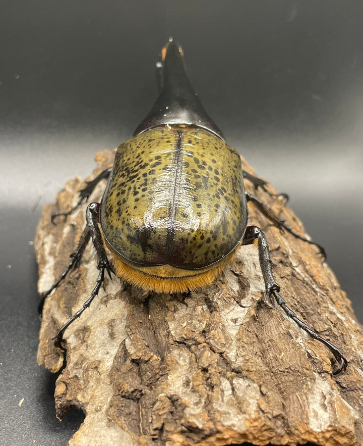 即ブリ《ヘラクレス・ヘラクレス 146mm ペア》