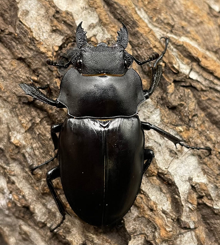 【WD】《アルケスツヤクワガタ 75mm ペア》