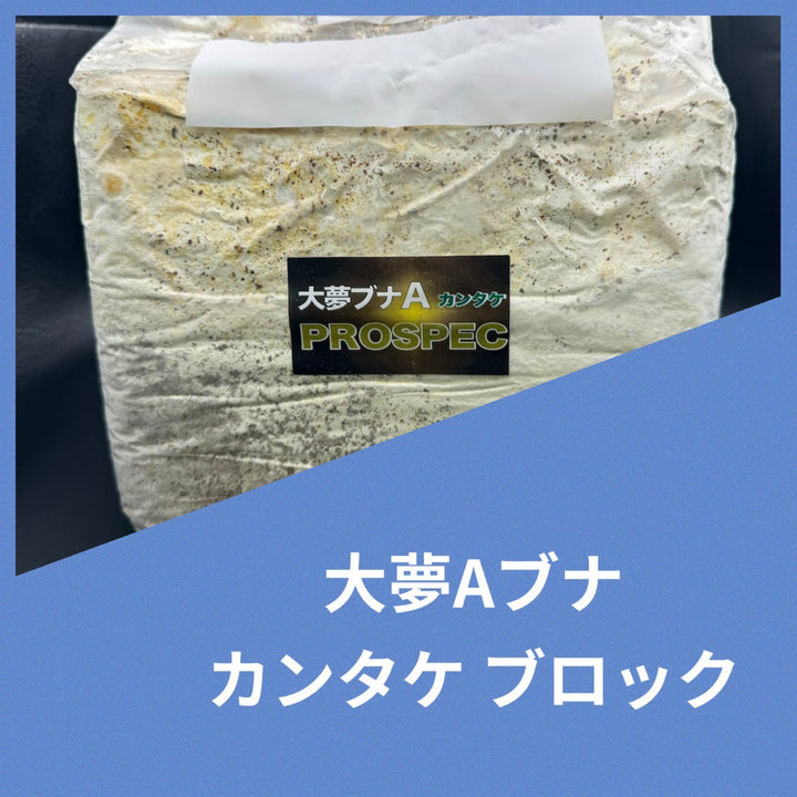 大夢Aブナ カンタケ ブロック 4200cc