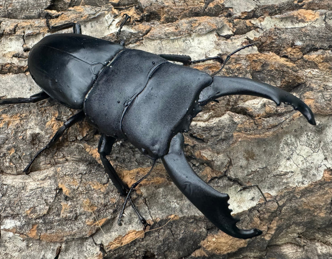 【WD】ロングホーン《南カマリネスヒラタ 90mm ペア》