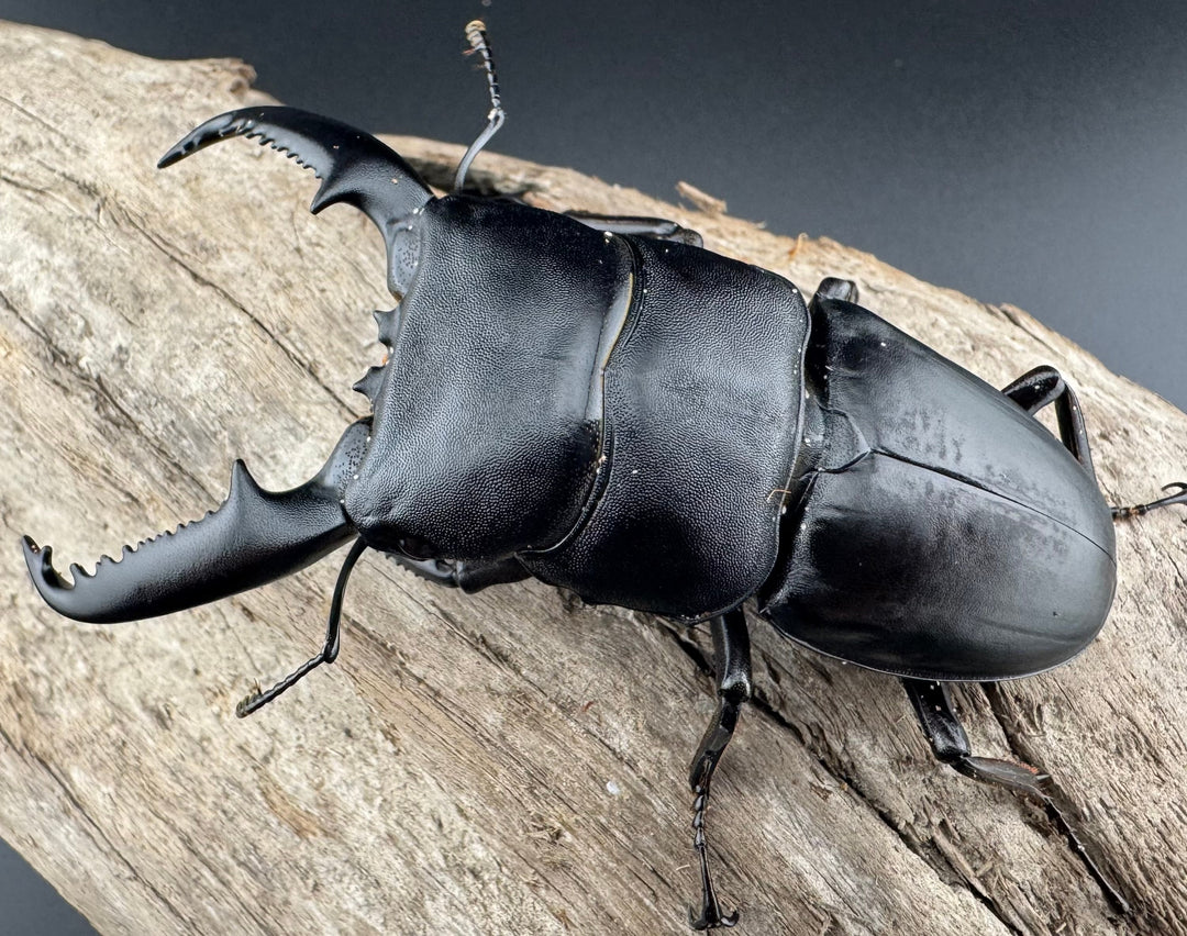 【WD】ロングホーン《パラワンオオヒラタ 85.5mm ペア》