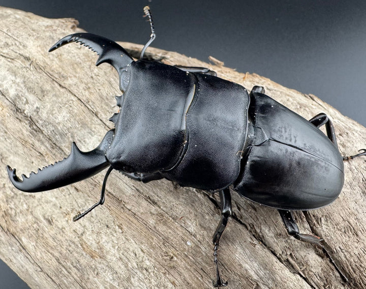 【WD】ロングホーン《パラワンオオヒラタ 85.5mm ペア》