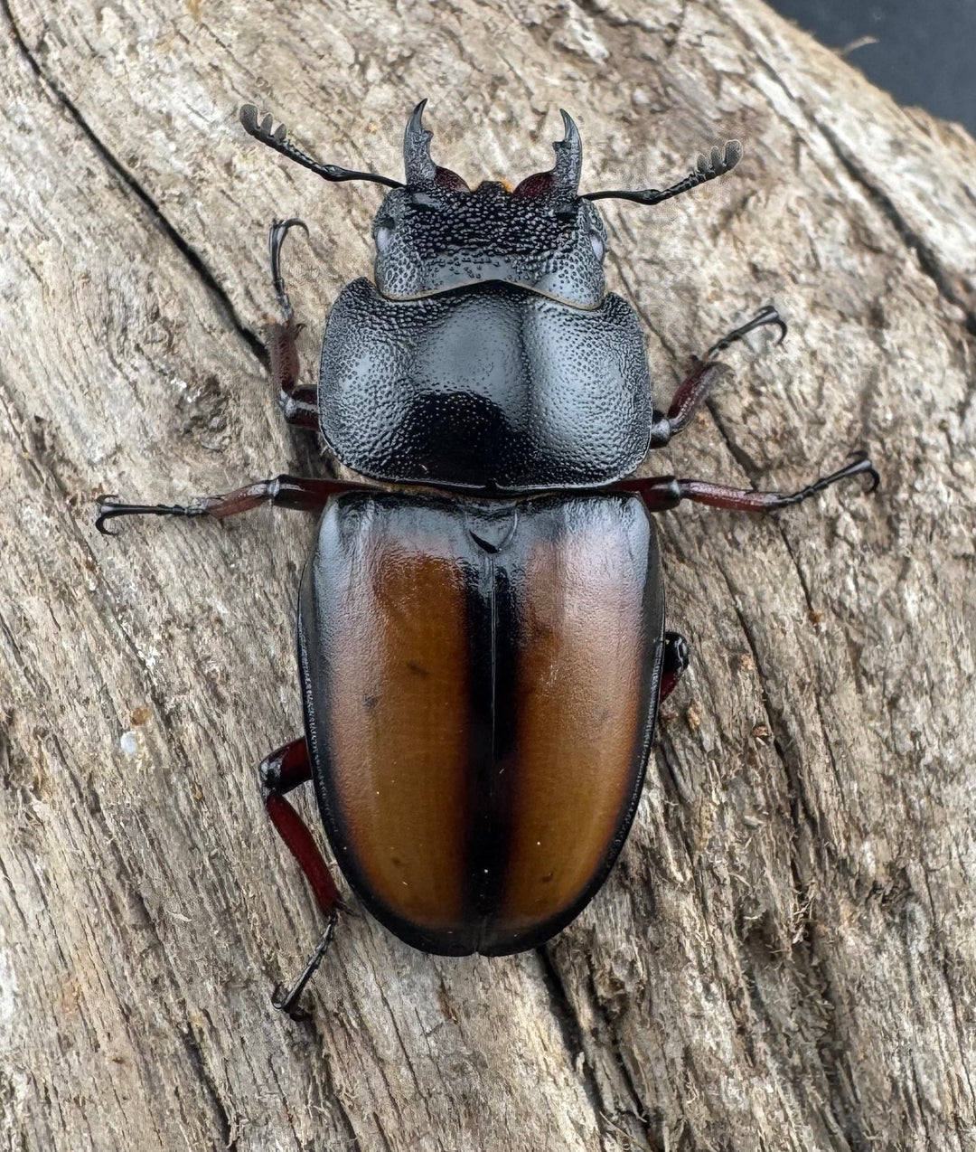 《ウムハンギノコギリクワガタ 58mm ペア》