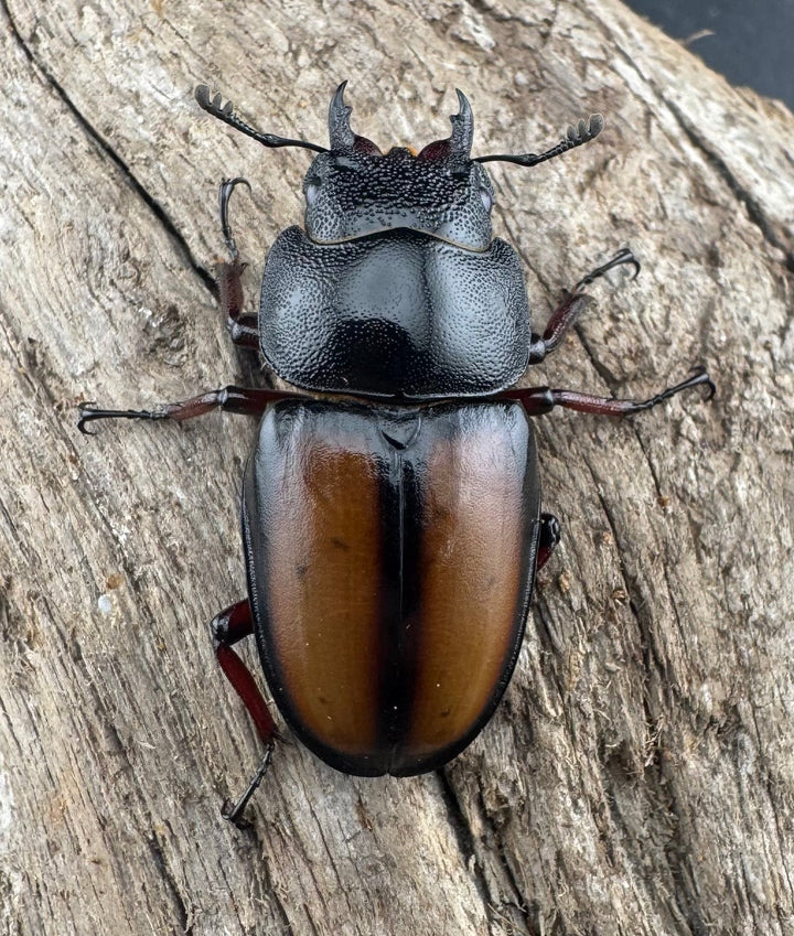 《ウムハンギノコギリクワガタ 58mm ペア》