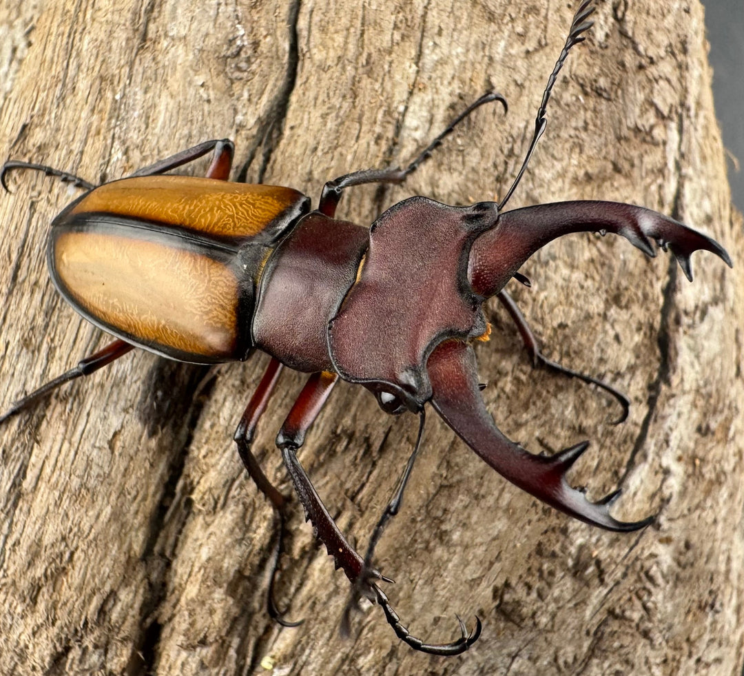 【WD】《ラエトゥスミヤマクワガタ 41.5mm ペア》