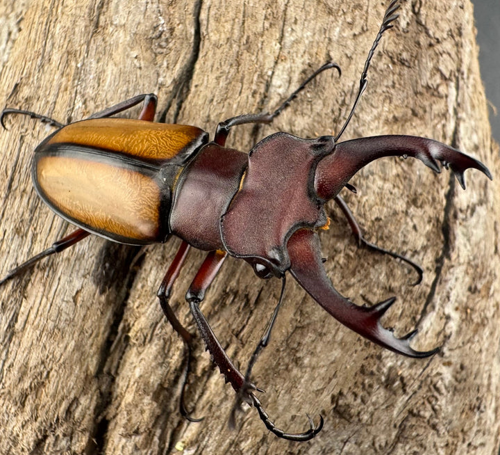 【WD】《ラエトゥスミヤマクワガタ 41.5mm ペア》