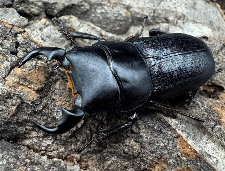 【WD】《ドルクス メンシウス 32.5ｍｍ ペア》